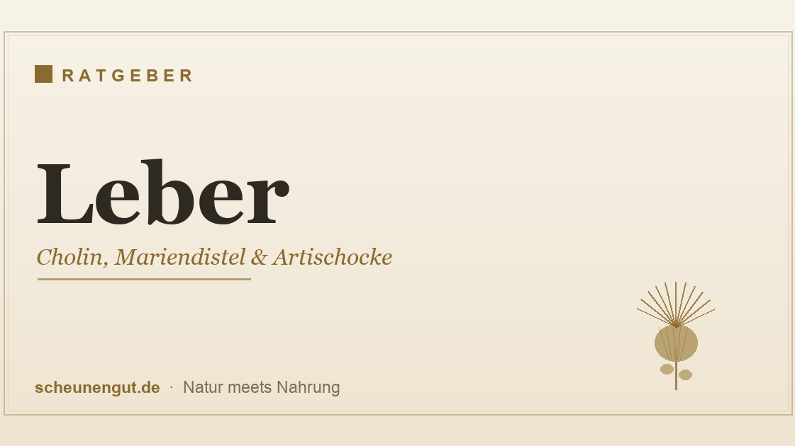 Leber natürlich unterstützen – Cholin, Mariendistel und Artischocke