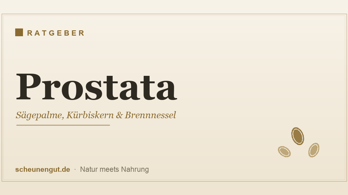 Prostata – Sägepalme, Kürbiskern und Brennnessel im Überblick