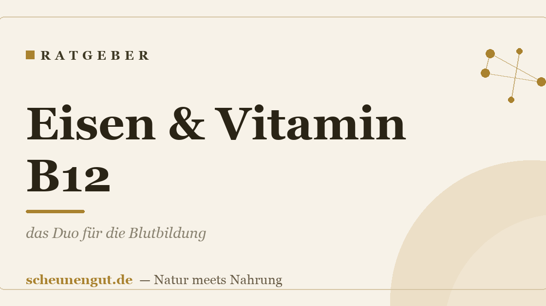 Eisen & Vitamin B12: das Duo für die Blutbildung