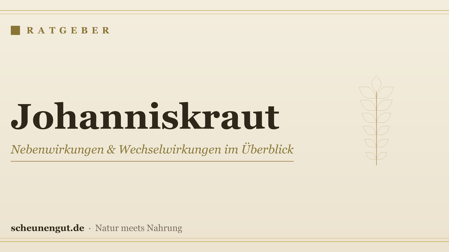 Johanniskraut: Nebenwirkungen & Wechselwirkungen im Überblick