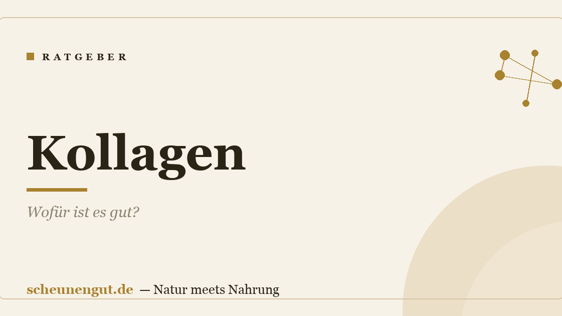 Kollagen: Wofür ist es gut?