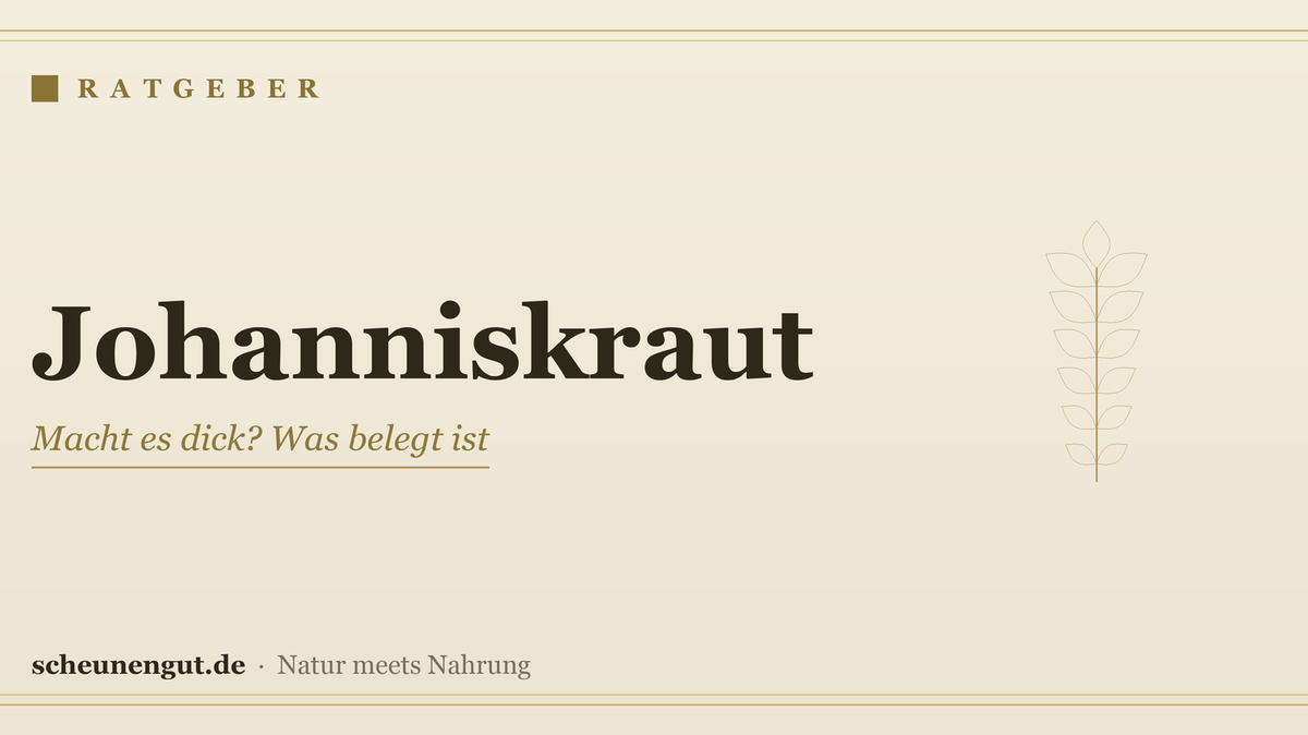 Johanniskraut: Macht es dick? Was belegt ist