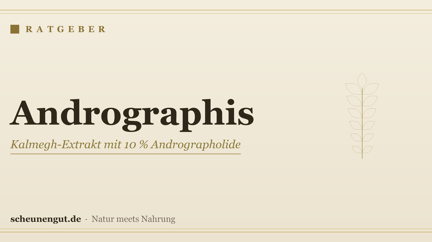 Andrographis: Kalmegh-Extrakt mit 10 % Andrographolide