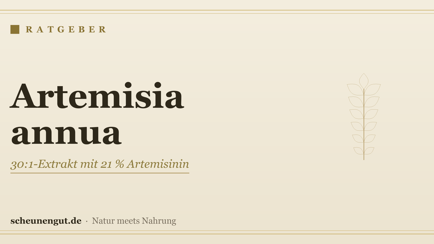 Artemisia annua: 30:1-Extrakt mit 21 % Artemisinin