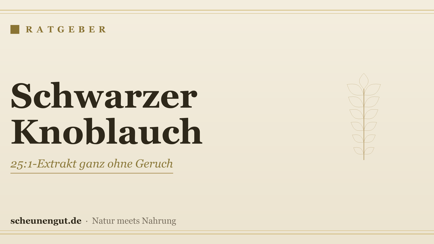 Schwarzer Knoblauch: 25:1-Extrakt ganz ohne Geruch