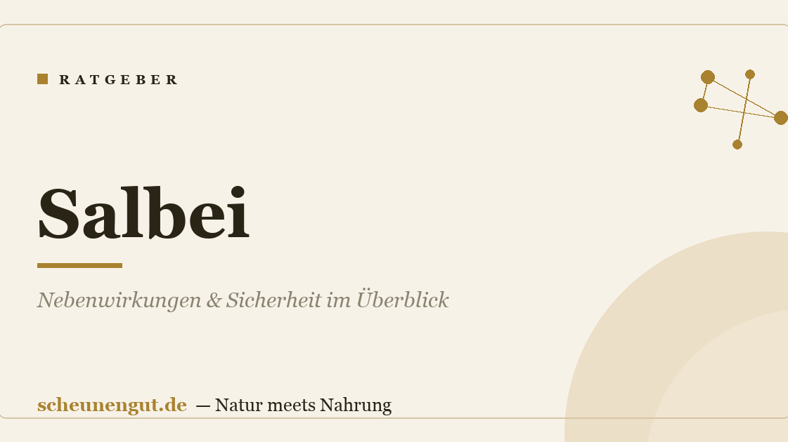 Salbei: Nebenwirkungen & Sicherheit im Überblick