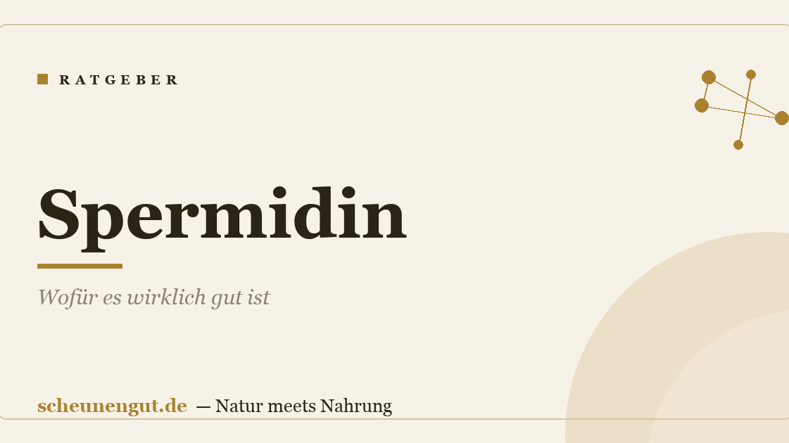 Spermidin: Wofür es wirklich gut ist
