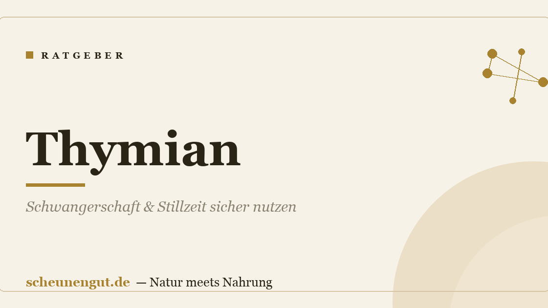 Thymian: Schwangerschaft & Stillzeit sicher nutzen