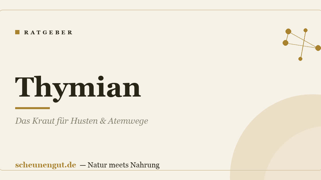 Thymian: Das Kraut für Husten & Atemwege