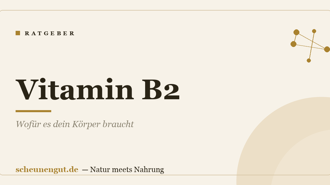 Vitamin B2: Wofür es dein Körper braucht