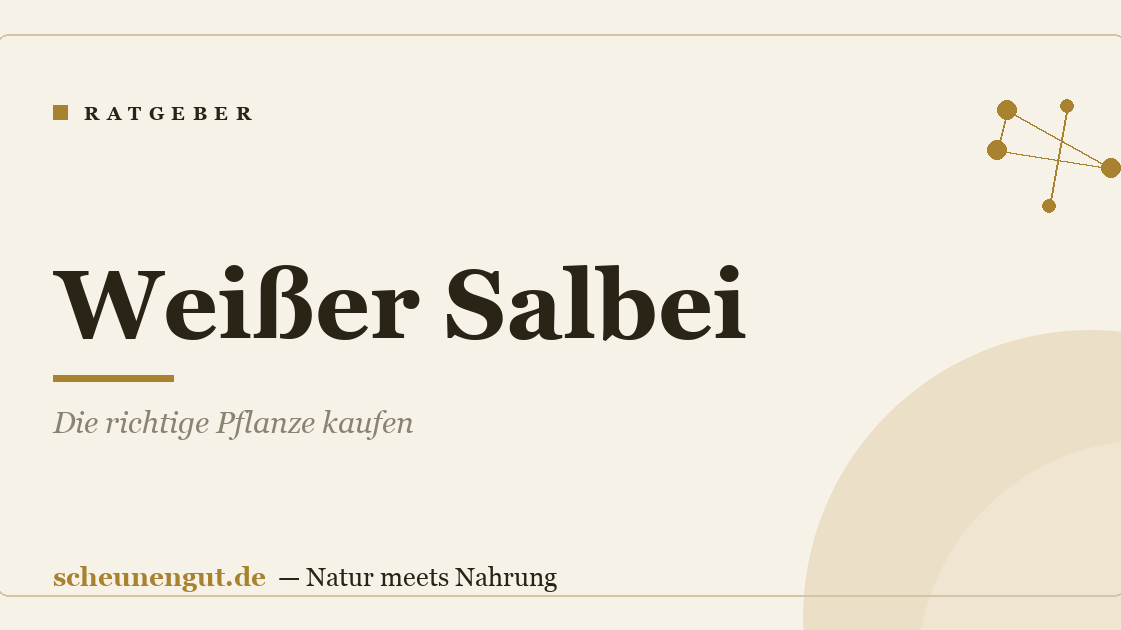 Weißer Salbei: Die richtige Pflanze kaufen