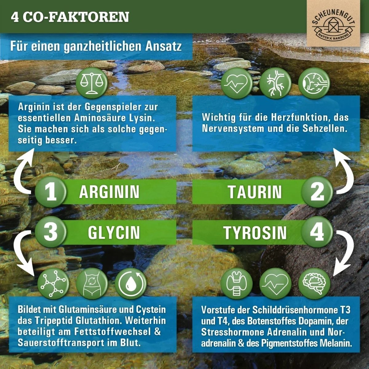 Alle essentiellen Aminosäuren und 4 Co - Faktoren im Komplex Scheunengut - Shop