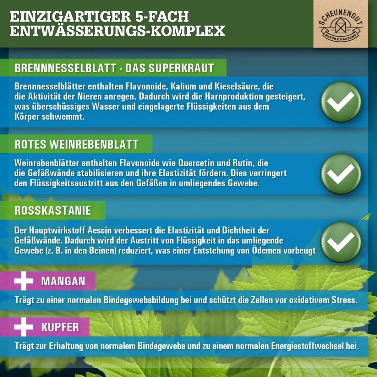 Entwässerungs - Komplex mit Brennnessel, Rosskastanie, Weinrebenblatt, Mangan und Kupfer Scheunengut - Shop