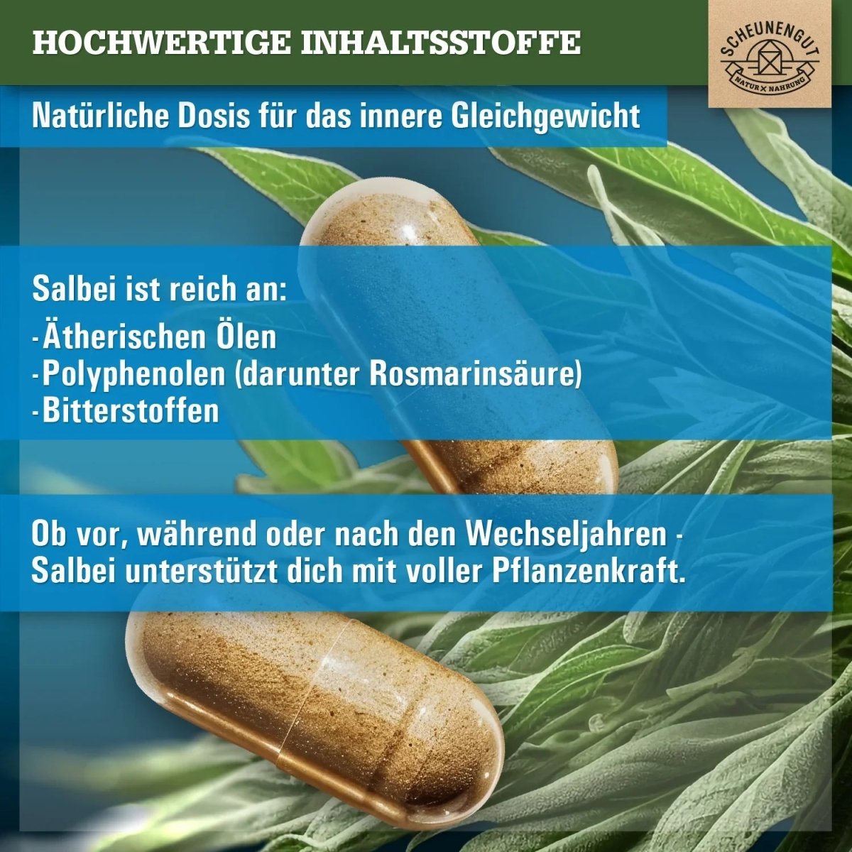 Exklusiver 60:1 Extrakt aus mazedonischen Salbei - Blättern - mindestens 2,5% Rosmarinsäure Scheunengut - Shop