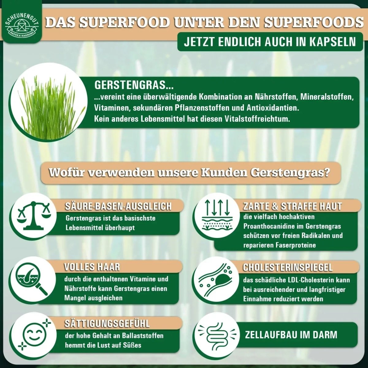 Feinstes Gerstengras Pulver aus biologischem Anbau in Deutschland Scheunengut - Shop