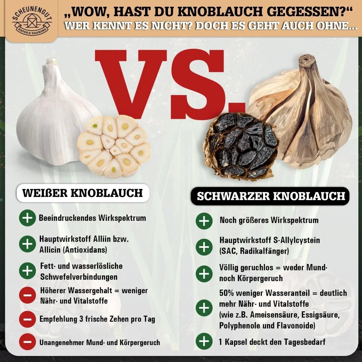 Fermentierter Knoblauch Extrakt hochdosiert 25:1 mit 15% Polyphenole & S - Allylcystein Scheunengut - Shop