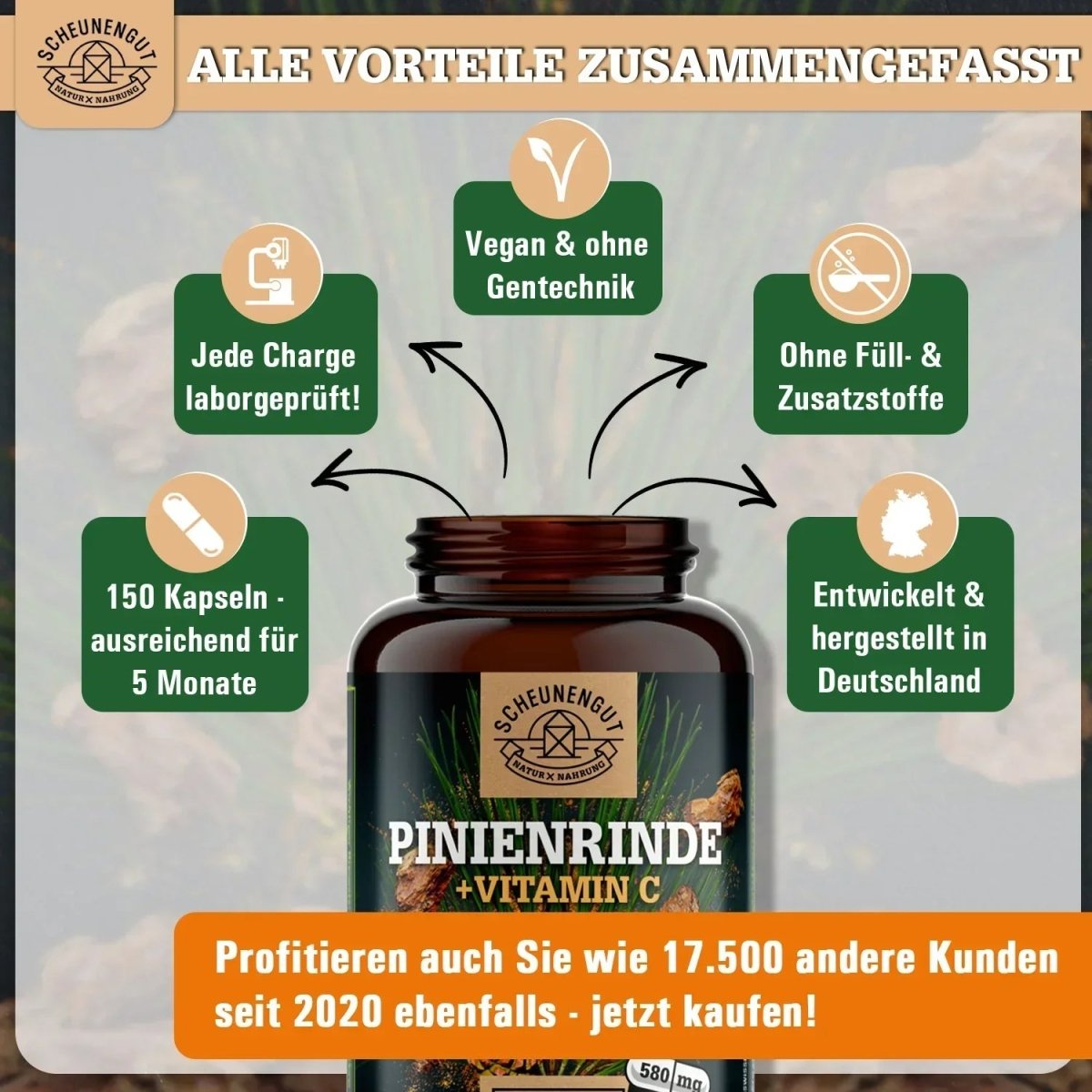 Französische Meereskiefer hochdosiert 25:1 mit 95% OPC und Vitamin C Scheunengut - Shop