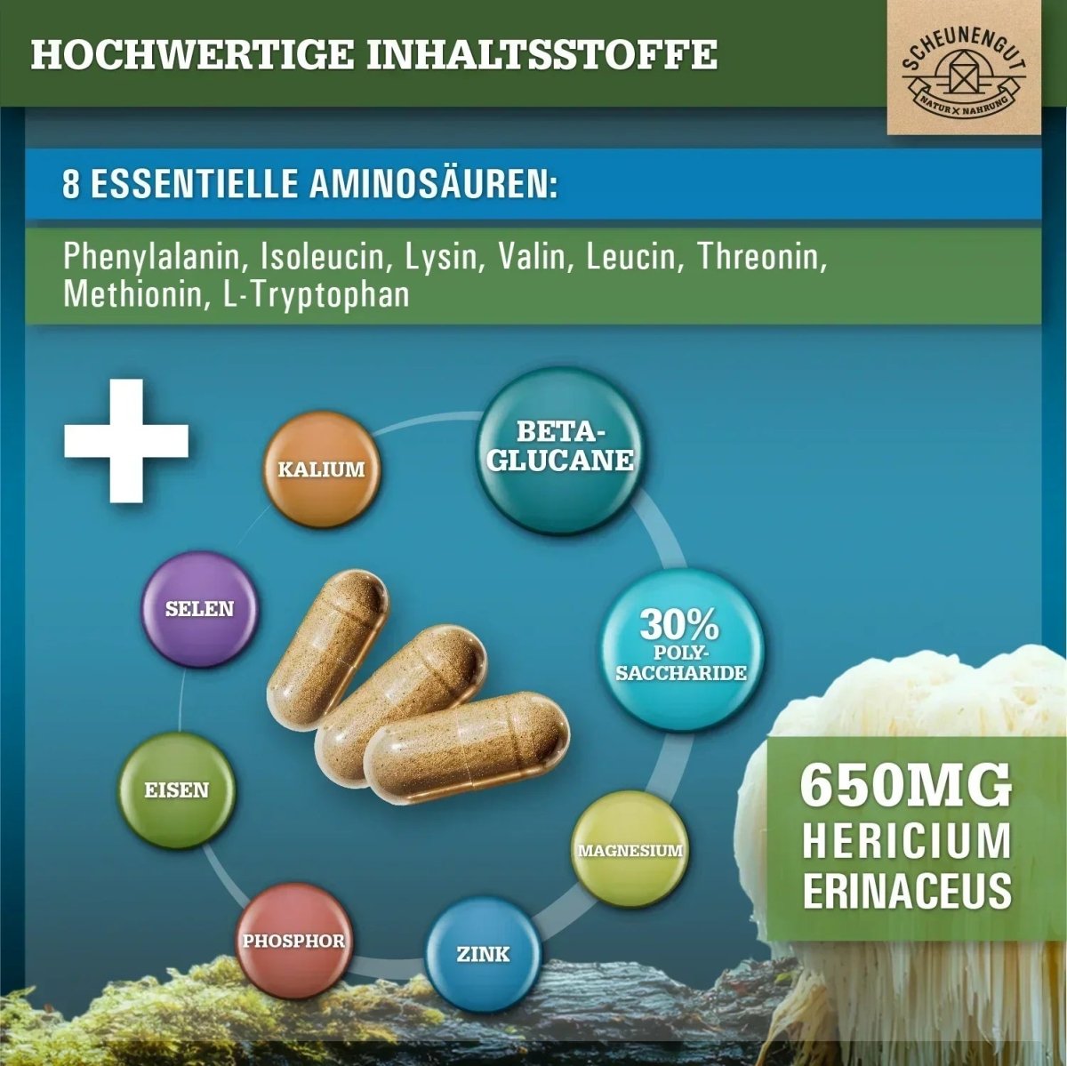 Hericium Erinaceus mit 30% Polysacchariden & 5% Beta - Glucan Scheunengut - Shop