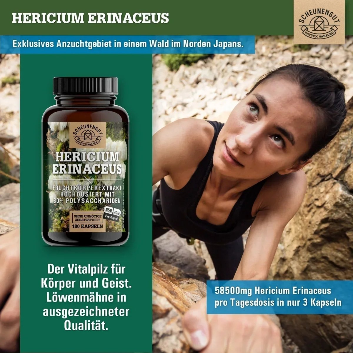 Hericium Erinaceus mit 30% Polysacchariden & 5% Beta - Glucan Scheunengut - Shop