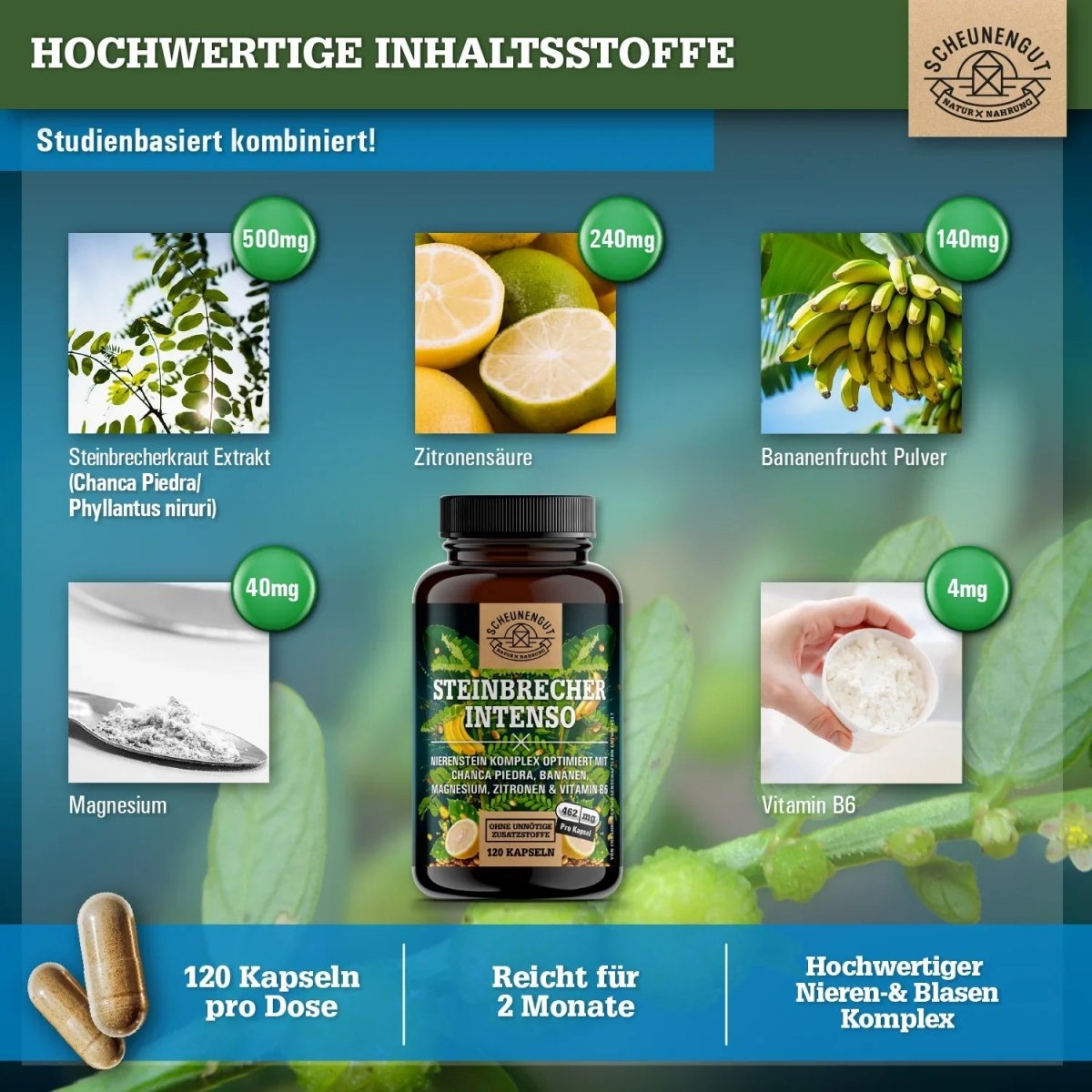 Nierenstein - Kompelx mit Chanca Piedra, Banane, Zitrone, Vitamin B6 und Magnesium Scheunengut - Shop