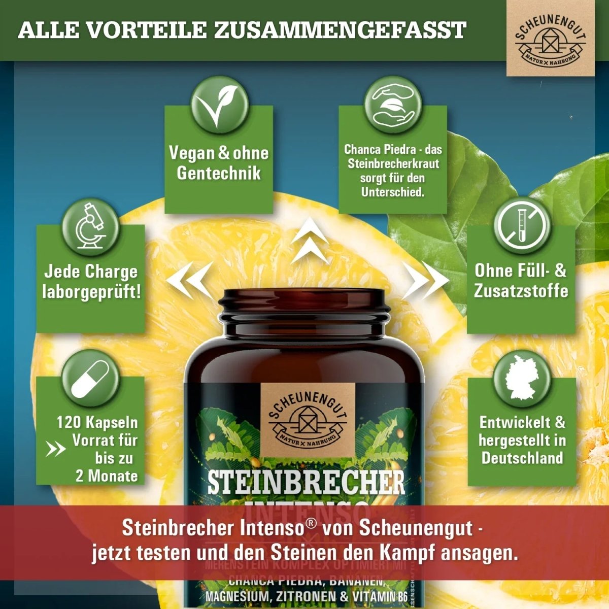 Nierenstein - Kompelx mit Chanca Piedra, Banane, Zitrone, Vitamin B6 und Magnesium Scheunengut - Shop