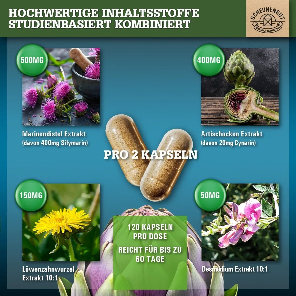 Pflanzen-Komplex mit Mariendistel, Artischocke, Löwenzahnwurzel und Desmodium