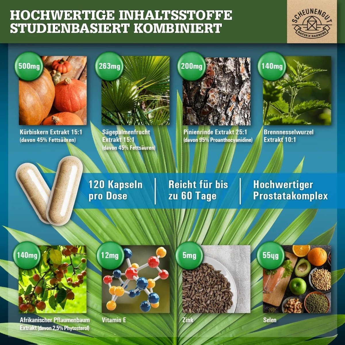 Prostata Komplex mit afrikanischem Pflaumenbaum, Sägepalme, Kürbiskern uvm. Scheunengut - Shop