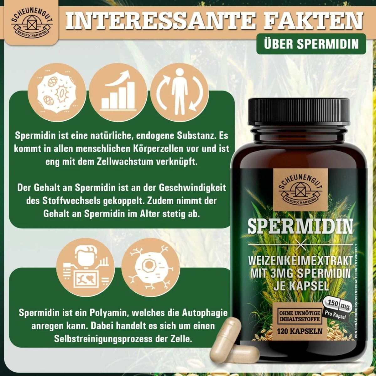 Weizenkeim Extrakt mit 3mg Spermidin je Kapsel und 5% Polyamin Scheunengut - Shop