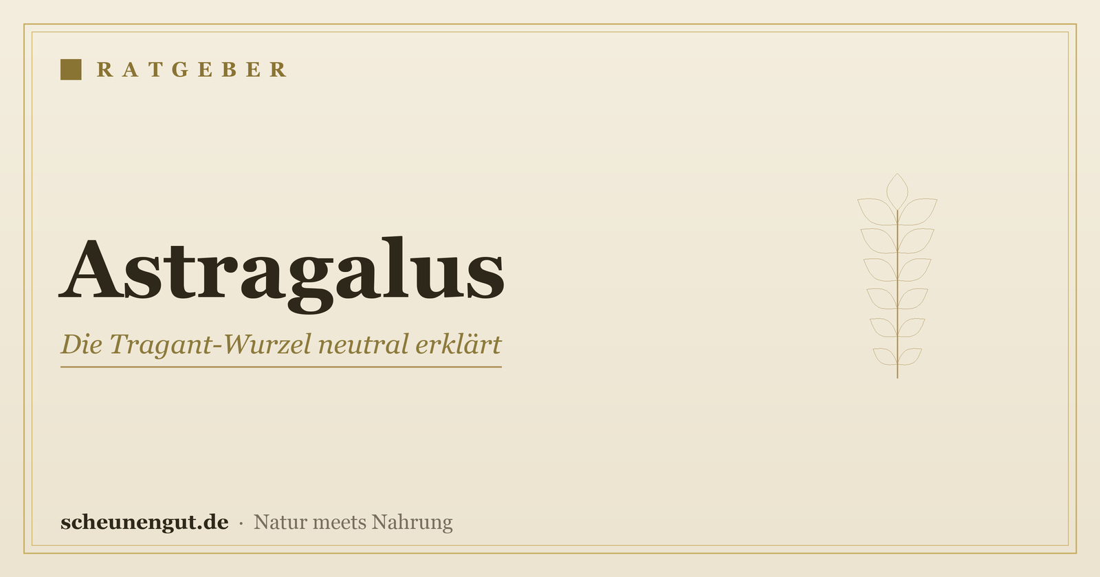 Astragalus (Tragant): Wirkung, Anwendung und Herkunft erklärt – Ratgeber von Scheunengut