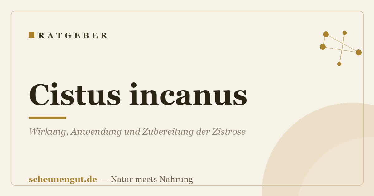 Cistus incanus: Wirkung, Anwendung und Zubereitung der Zistrose