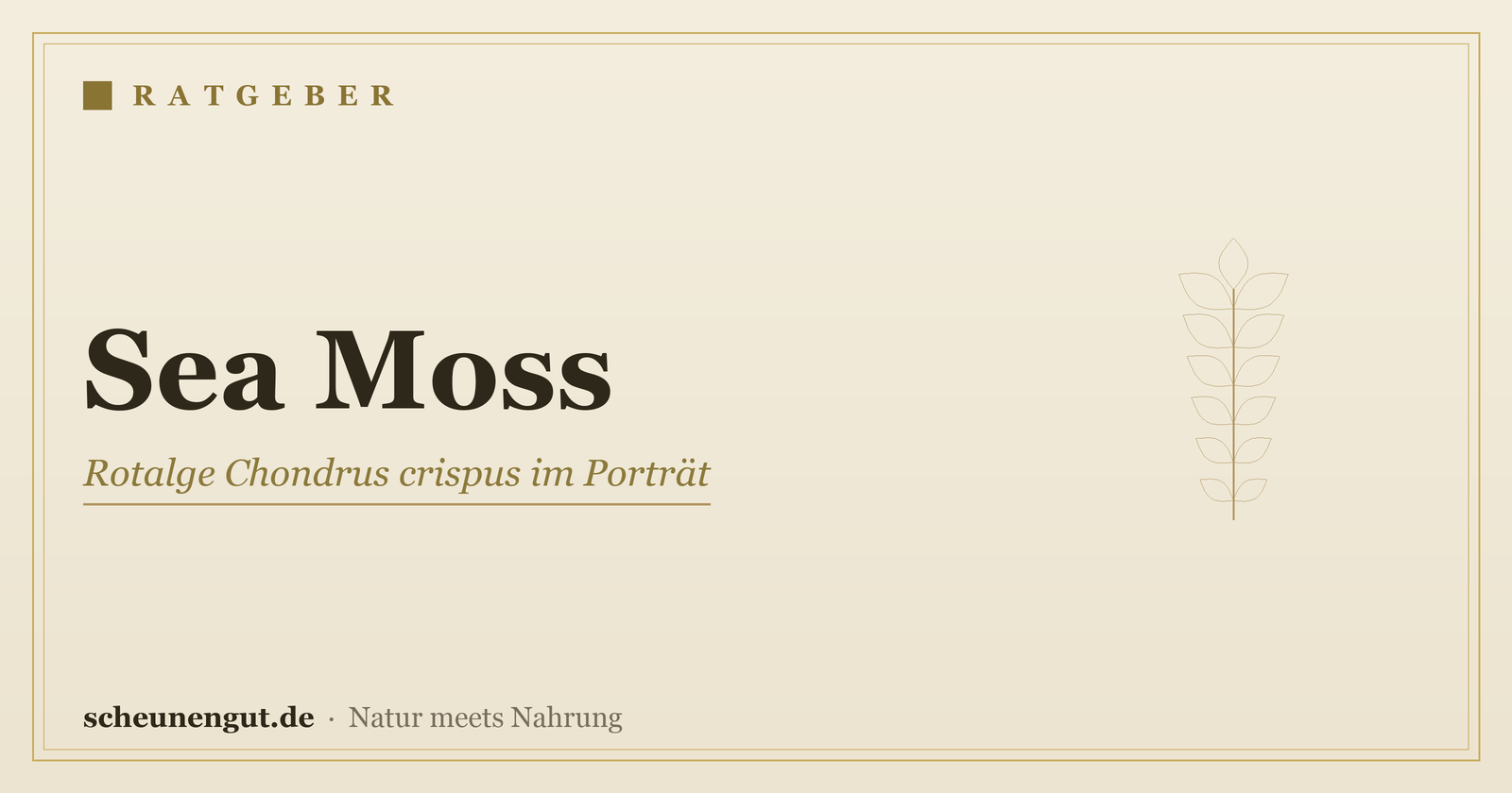 Sea Moss (Chondrus crispus): Nährstoffe, Formen & Qualität – Ratgeber von Scheunengut