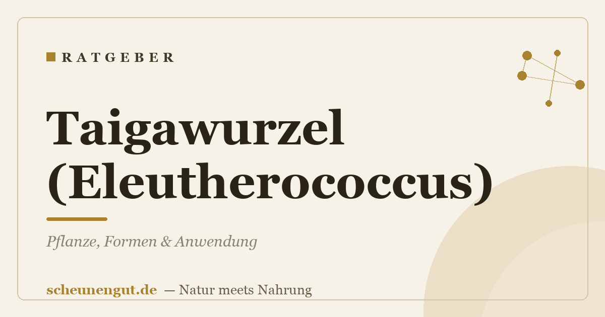 Taigawurzel (Eleutherococcus): Pflanze, Formen & Anwendung