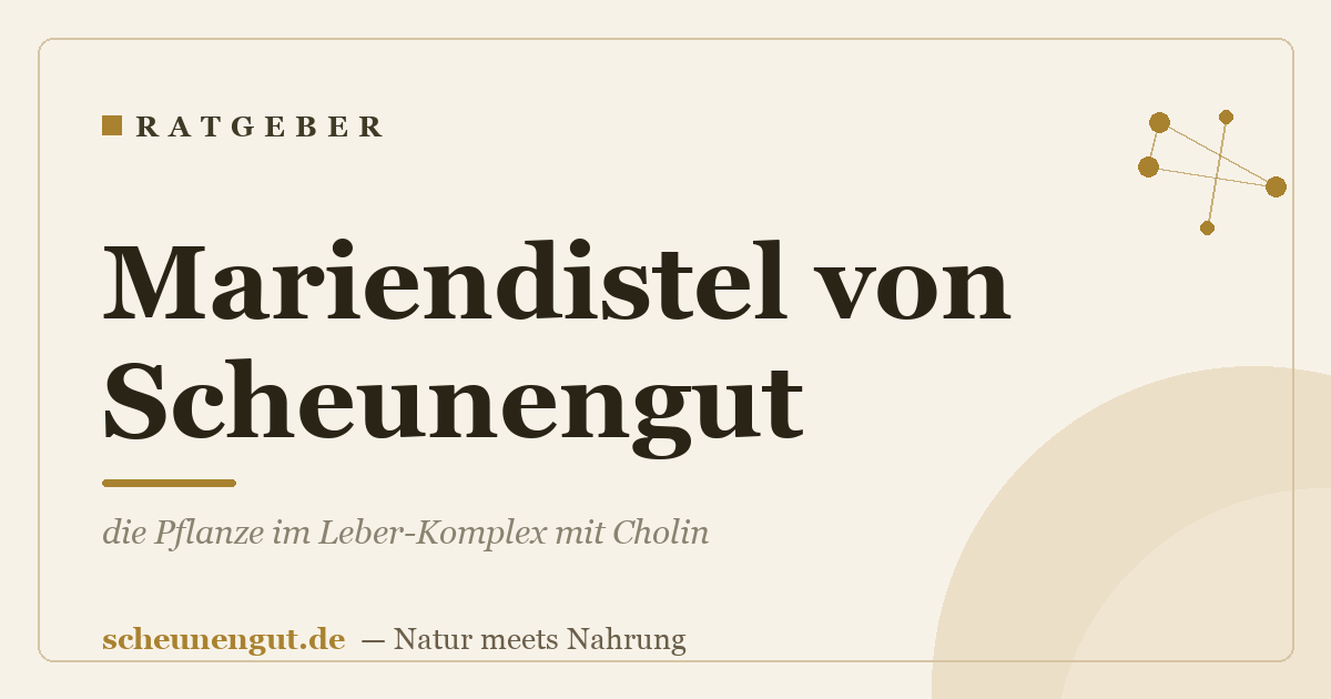 Mariendistel von Scheunengut: die Pflanze im Leber-Komplex mit Cholin