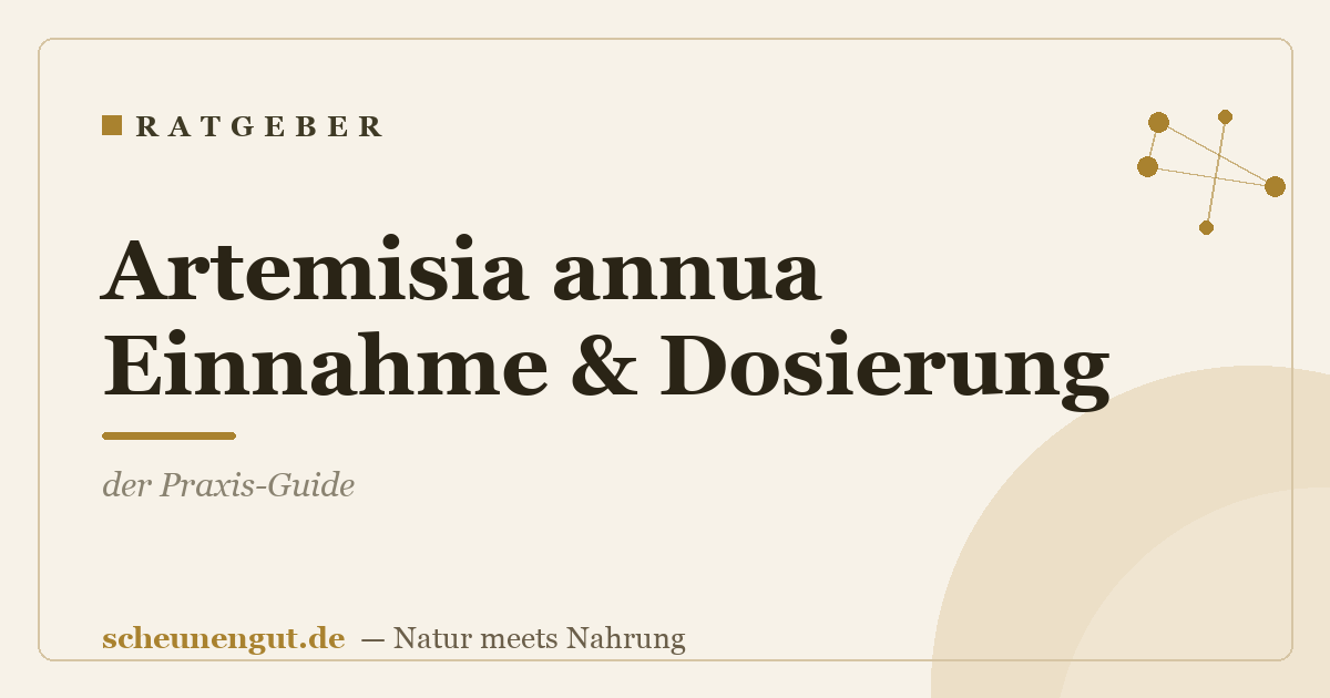 Artemisia annua Einnahme & Dosierung: der Praxis-Guide