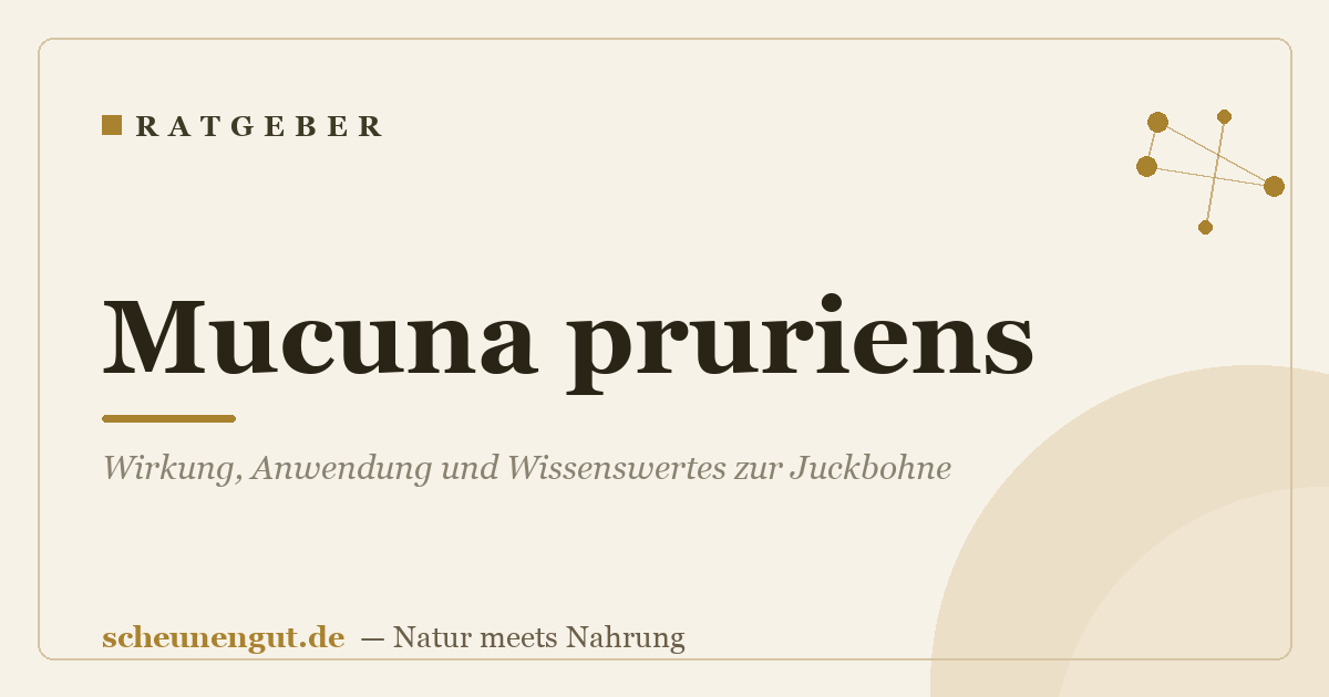 Mucuna pruriens: Wirkung, Anwendung und Wissenswertes zur Juckbohne