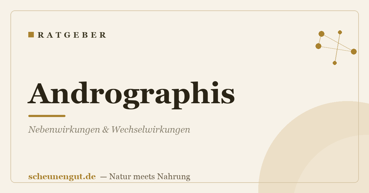 Andrographis: Nebenwirkungen & Wechselwirkungen