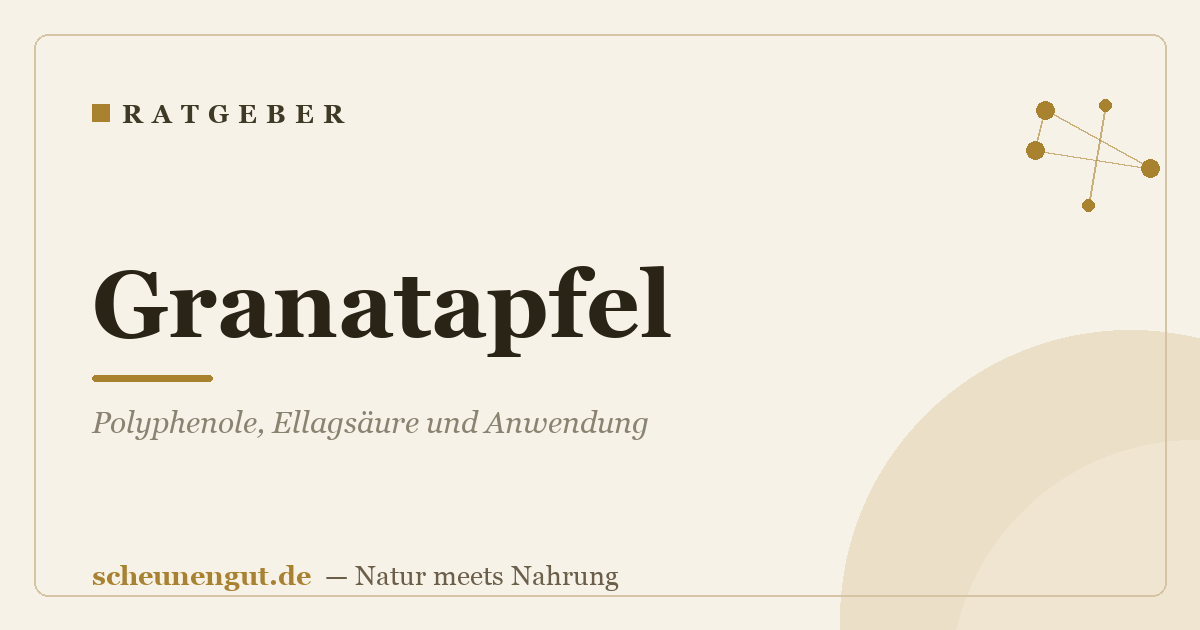 Granatapfel: Polyphenole, Ellagsäure und Anwendung