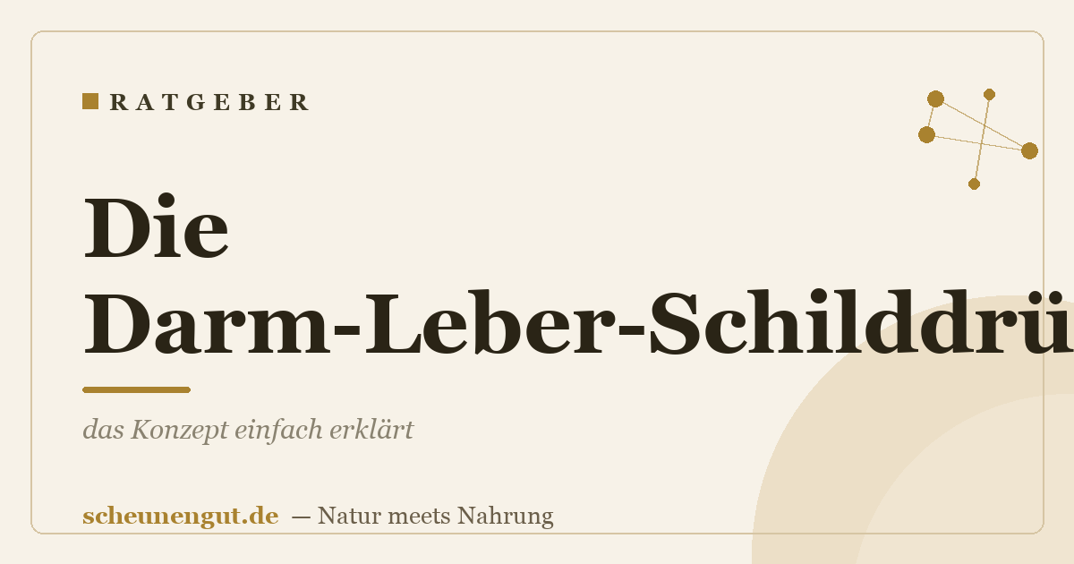Die Darm-Leber-Schilddrüse-Achse: das Konzept einfach erklärt
