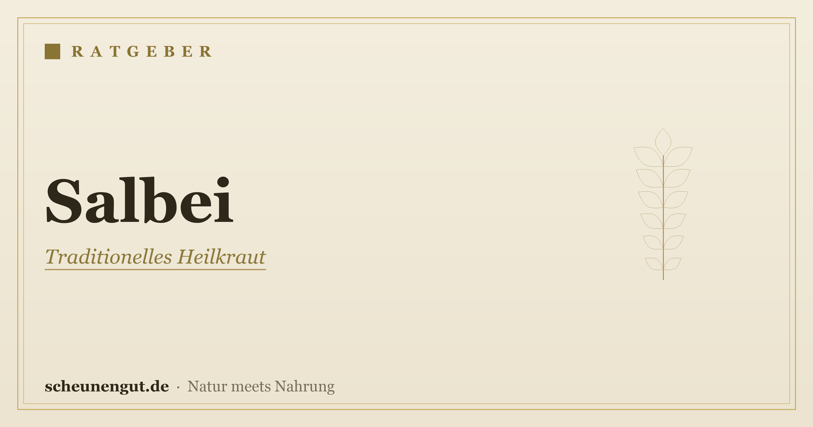 Salbei: Anwendung (Schwitzen, Hals) – Ratgeber von Scheunengut