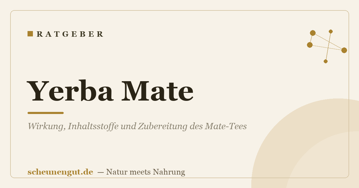 Yerba Mate: Wirkung, Inhaltsstoffe und Zubereitung des Mate-Tees