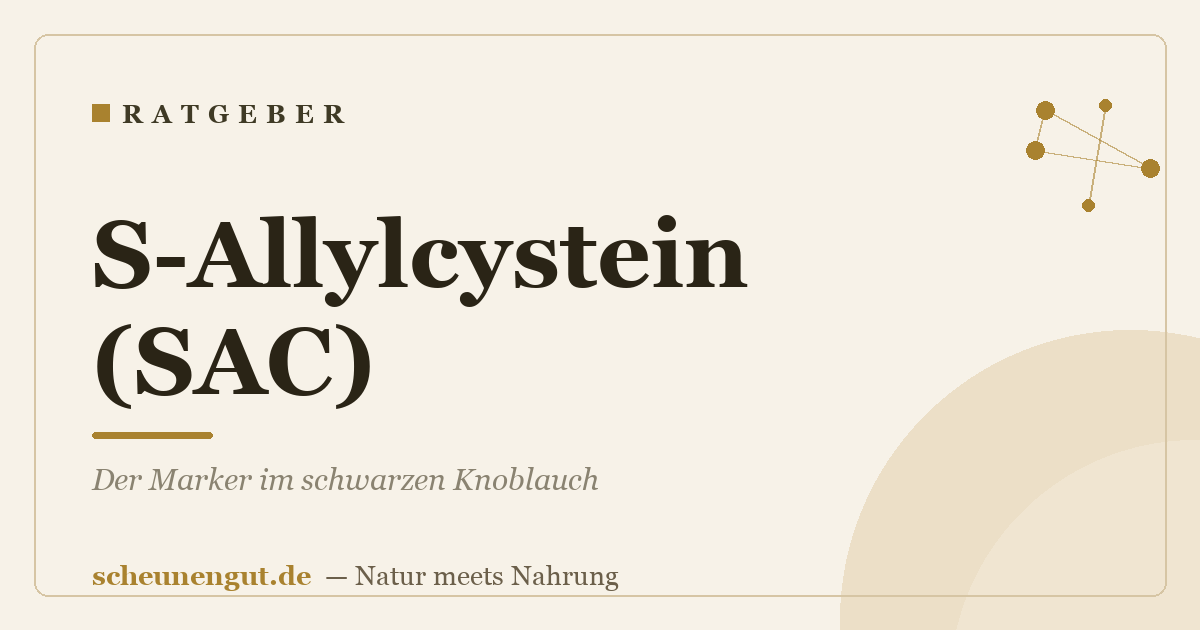 S-Allylcystein (SAC): Der Marker im schwarzen Knoblauch