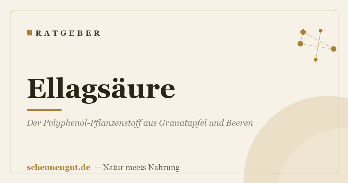 Ellagsäure: Der Polyphenol-Pflanzenstoff aus Granatapfel und Beeren