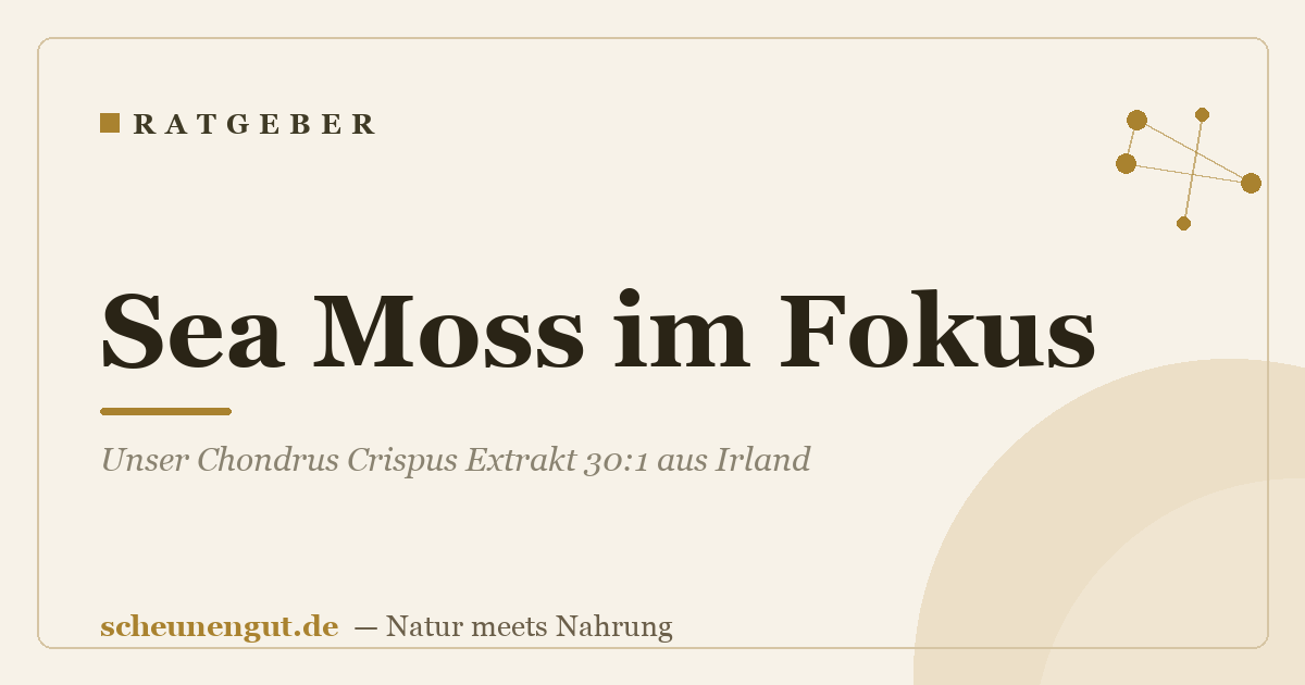 Sea Moss im Fokus: Unser Chondrus Crispus Extrakt 30:1 aus Irland