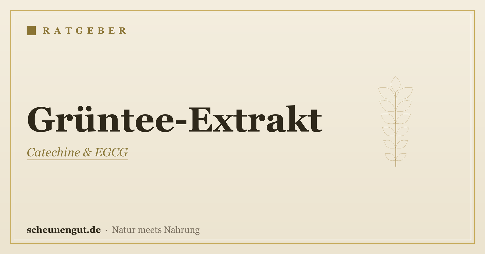 Grüntee-Extrakt & EGCG: sachlich erklärt – Ratgeber von Scheunengut