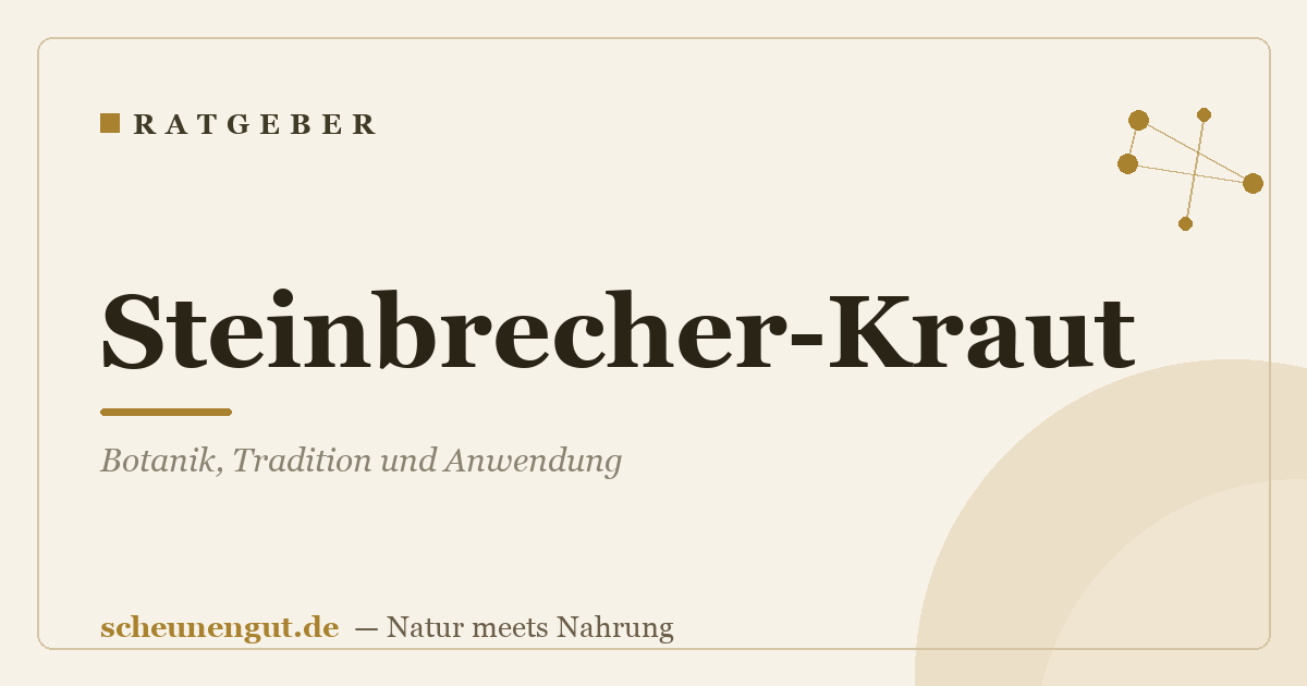 Steinbrecher-Kraut: Botanik, Tradition und Anwendung