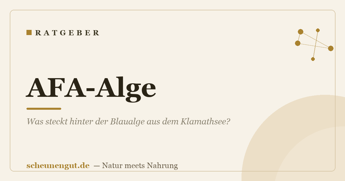AFA-Alge: Was steckt hinter der Blaualge aus dem Klamathsee?