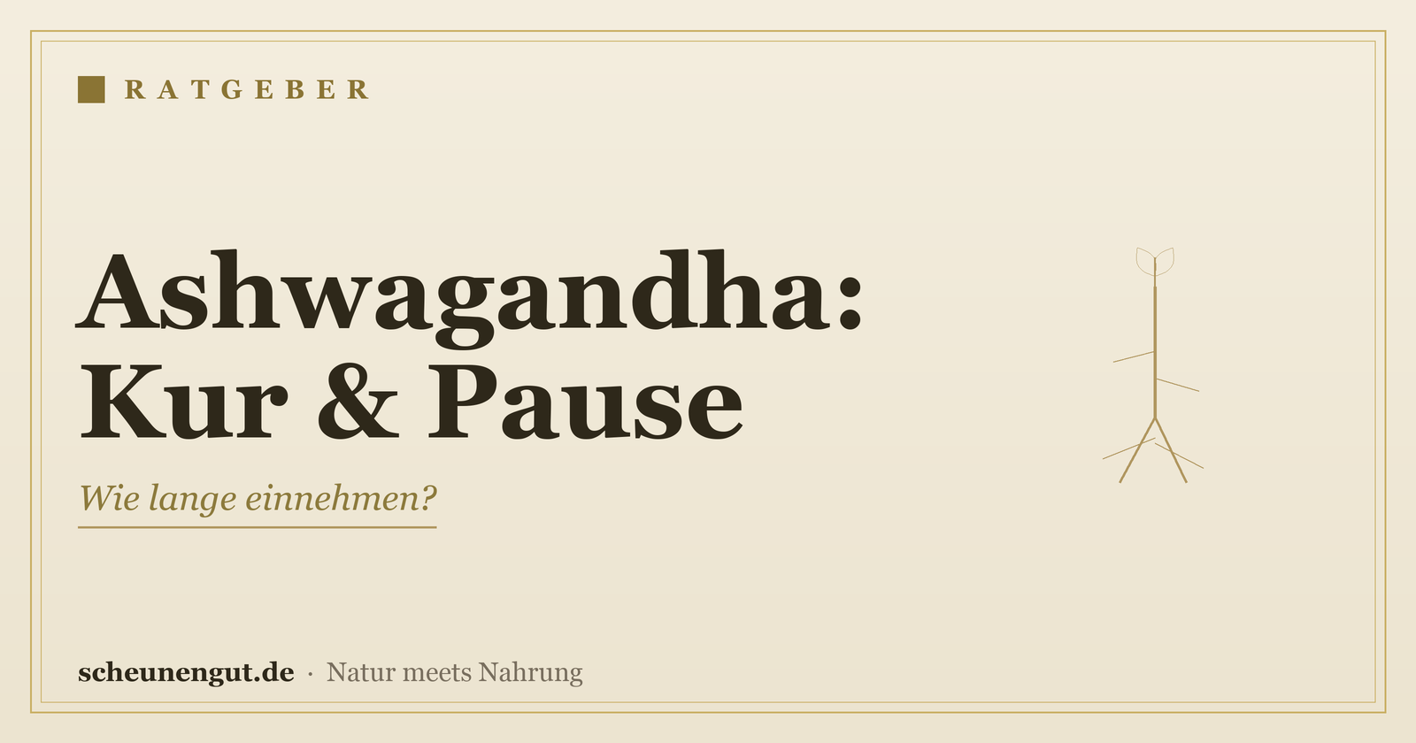 Ashwagandha: Wie lange einnehmen? Kur & Pause – Ratgeber von Scheunengut