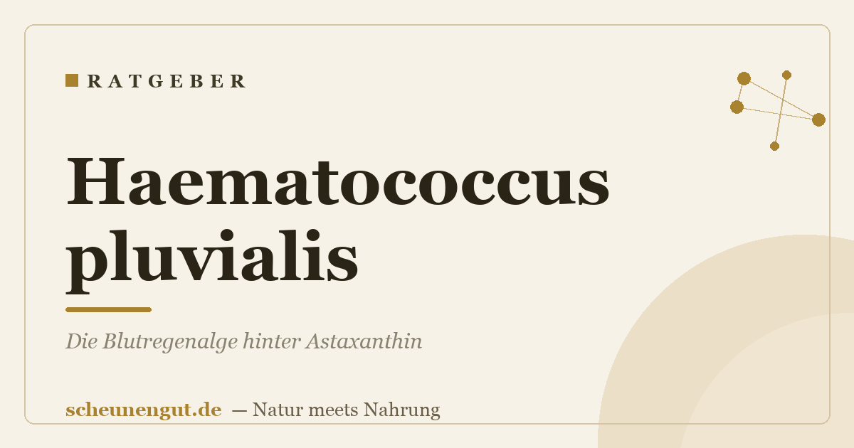 Haematococcus pluvialis: Die Blutregenalge hinter Astaxanthin