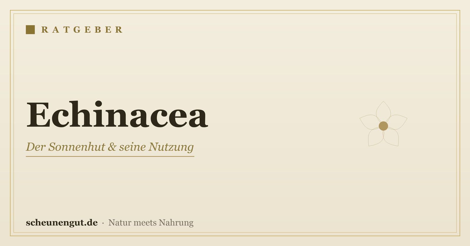 Echinacea (Sonnenhut) & Immunsystem – Ratgeber von Scheunengut