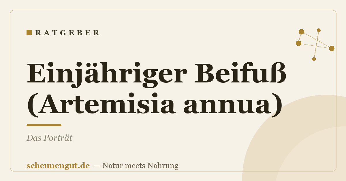 Einjähriger Beifuß (Artemisia annua): Das Porträt